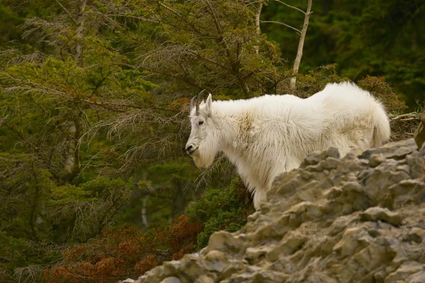 Mountain goat — Stockfoto