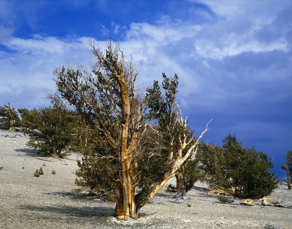 Grove van bristlecone pine bomen, inyo national forest — Stockfoto