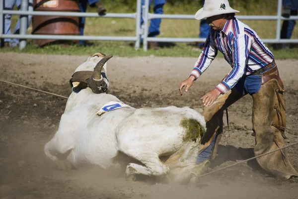 Boi de longhorn roping cowboy — Fotografia de Stock