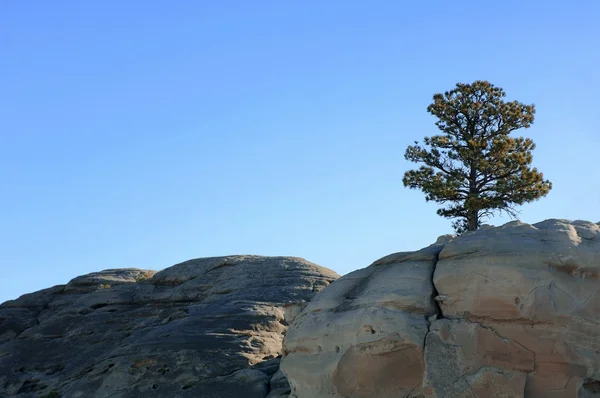 Un árbol en el borde — Foto de Stock