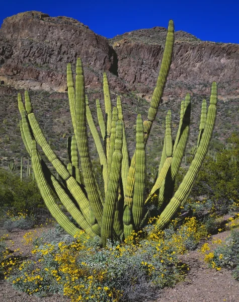 Paisaje del desierto con cactus de tubo de órgano y Brittlebush, monumento nacional de cactus de tubo de órgano — Foto de Stock