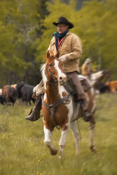 Cowboy auf Rindern in Südalberta Canada — Stockfoto