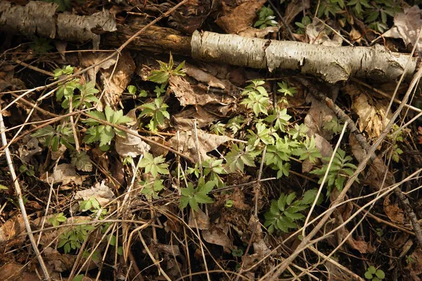 Feuillage de printemps délicat — Photo