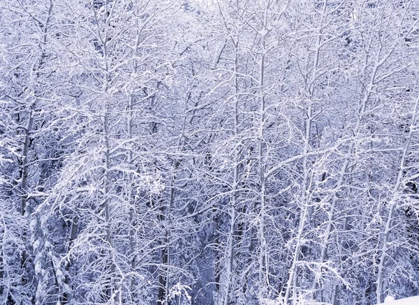 Aspen tree forest — Stockfoto