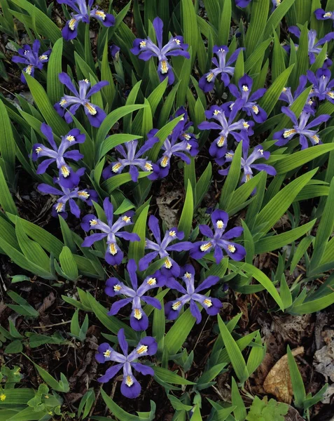 Meztelen törpe iris vadvirágok — Stock Fotó