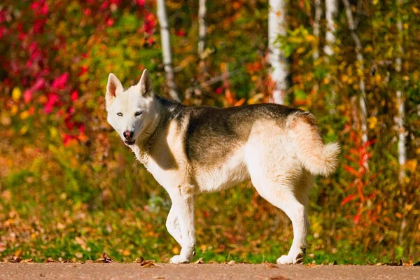 Un cane in autunno — Foto Stock