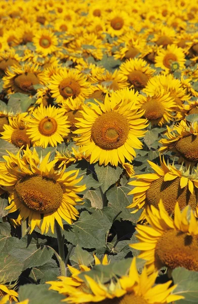 Gebied van zonnebloemen — Stockfoto