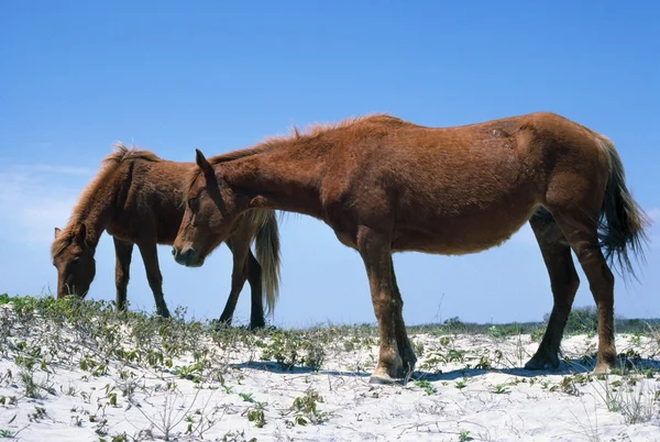 Twee wilde chincoteague pony 's — Stockfoto