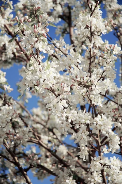 Árbol con flores blancas —  Fotos de Stock