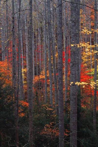 Heldere bladeren en bomen — Stockfoto