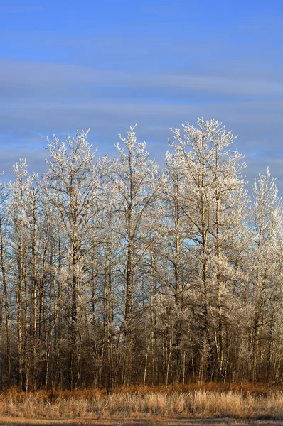 Árvores geladas — Fotografia de Stock
