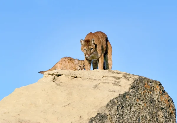 Cougar e Kit em rochas — Fotografia de Stock