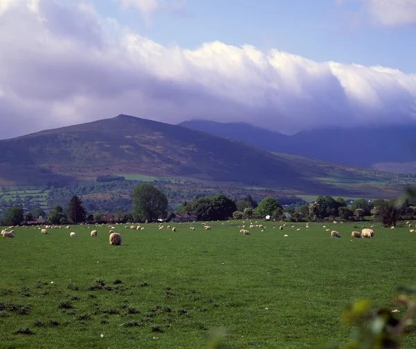 Pecore al pascolo vicino alle Macgillicuddy's Reek Mountains in Irlanda — Foto Stock