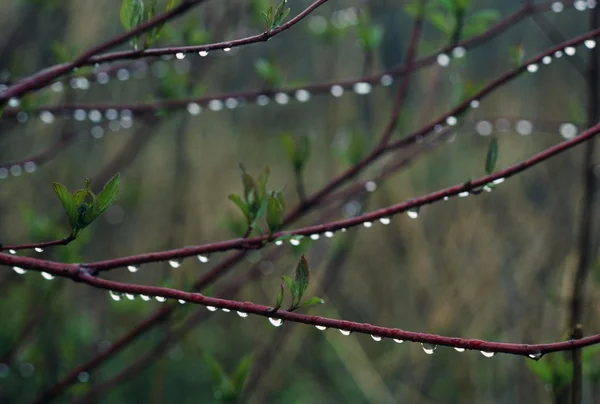 ミズキの枝に滴る雨滴 — ストック写真