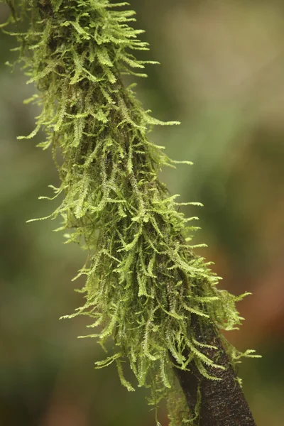 Gros plan de la plante verte — Photo