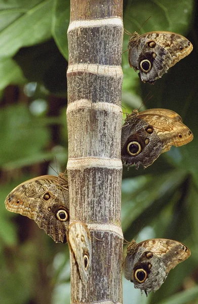 Butterflies — Stock Photo, Image