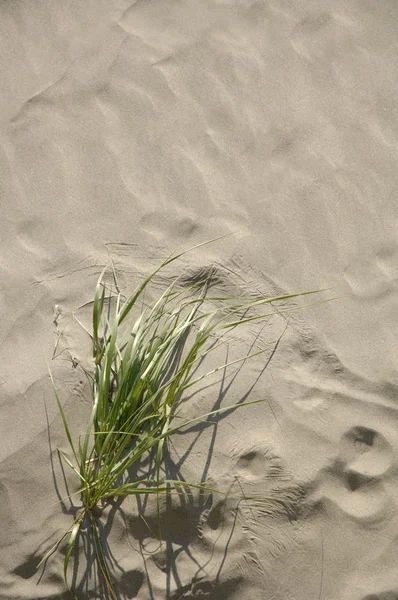 Nahaufnahme von Sand und Gras — Stockfoto