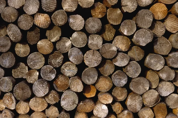 Logs em uma pilha ordenada — Fotografia de Stock