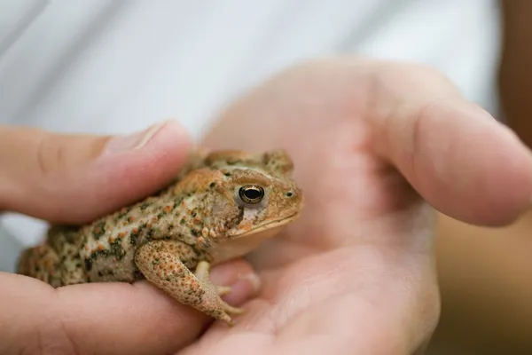 Closeup Of Brown Toad — Stock Photo, Image