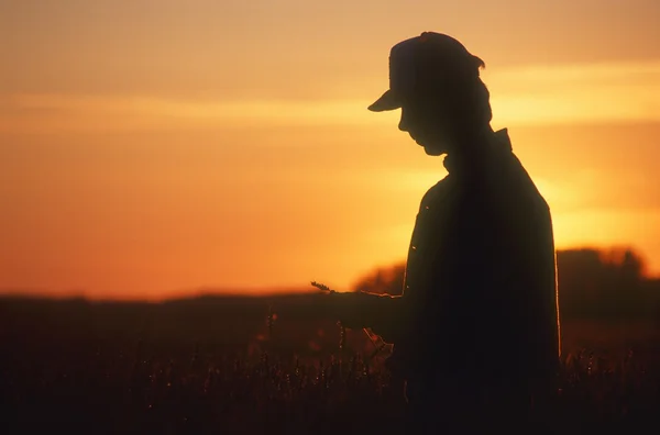 Farmer Looking At Crop — Stock Photo, Image