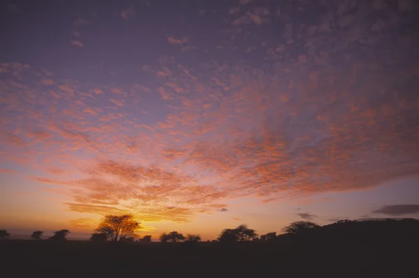 Východ slunce na národní park serengeti, Afrika, Tanzanie, serengeti — Stock fotografie