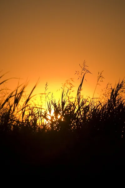 Um campo gramado ao pôr do sol — Fotografia de Stock