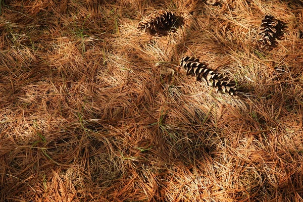 Pine Needles — Stock Photo, Image