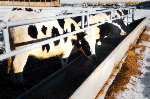 Vacas a comer — Fotografia de Stock