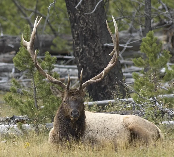 Elk Buck — Stock fotografie