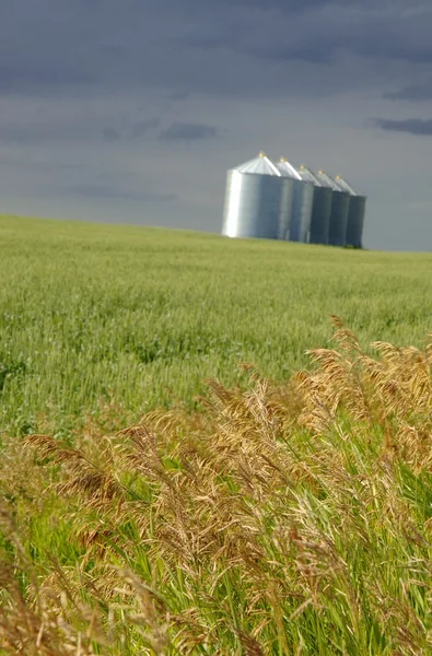 Vete fält med silos — Stockfoto