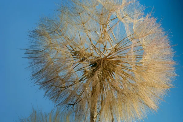 A Close-Up Of A Dandelion — Stock Photo, Image