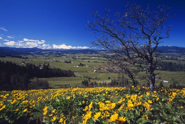 Blühende gelbe Blumen, blattloser Baum, entfernte grüne Wiese, Haube Flusstal, entfernte Haube Berg. — Stockfoto