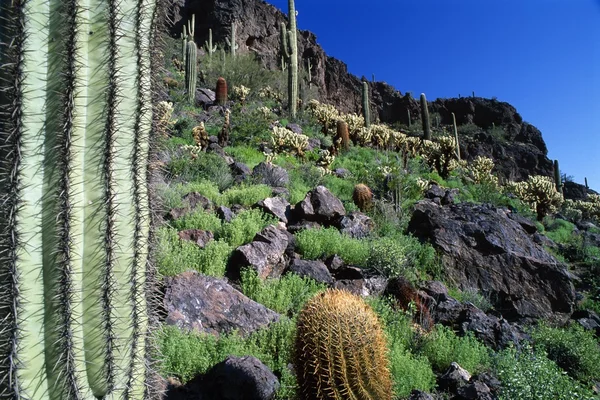 Paisagem do deserto com Saguaro, Barrel, e Teddy Bear Cholla Cacti, Picacho Peak State Park — Fotografia de Stock