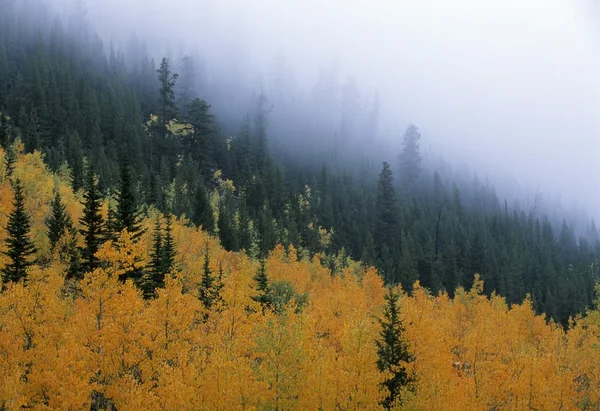 Colores de otoño en niebla de montaña —  Fotos de Stock