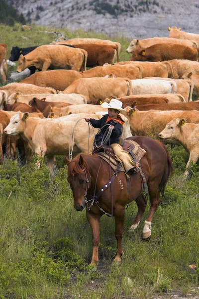 Молодой ковбой помогает с облавой в южной Альберте, Канада — стоковое фото