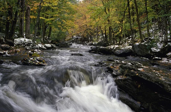 Waldfluss — Stockfoto