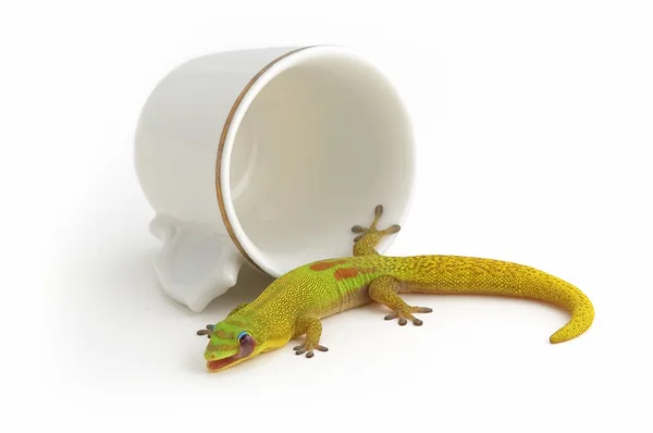 Gecko และถ้วยชา — ภาพถ่ายสต็อก