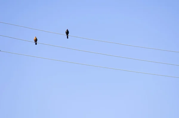 Vögel auf Telefondrähten — Stockfoto