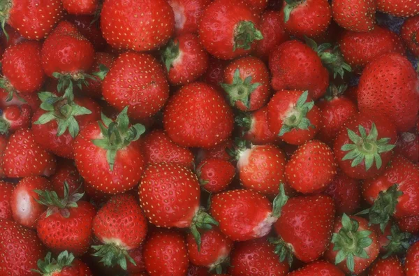 Eine Gruppe Erdbeeren — Stockfoto