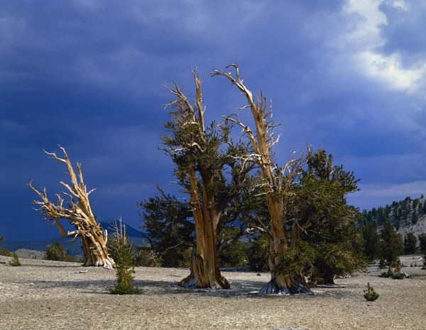 En dunge av bristlecone tallar, inyo national forest — Stockfoto