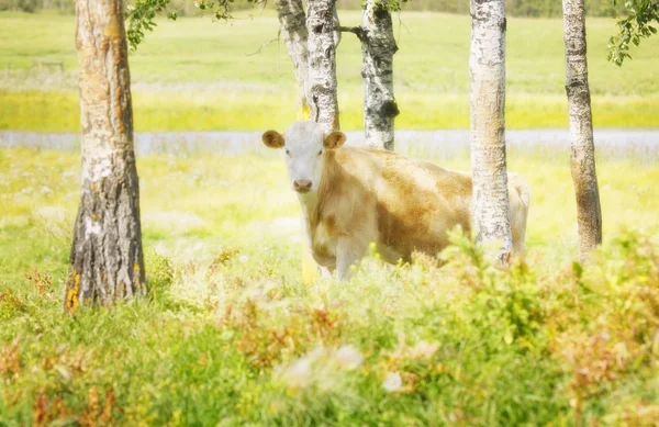 Vaca em pastagem — Fotografia de Stock