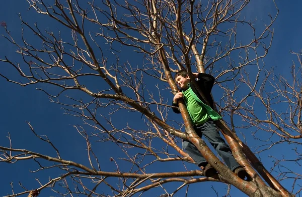 Boy Berdiri Dalam Pohon — Stok Foto