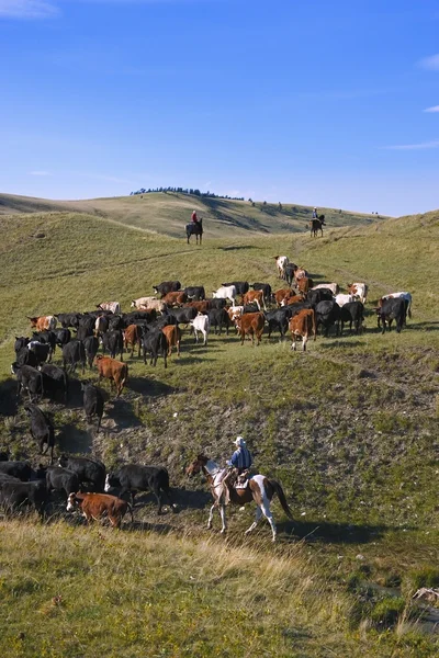 Rounding Up The Cattle — Stock Photo, Image