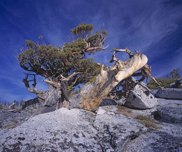 Västra juniper tree — Stockfoto