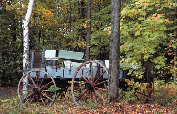 Wagon w lesie — Zdjęcie stockowe