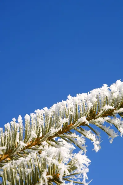 Närbild av en frostig gren — Stockfoto