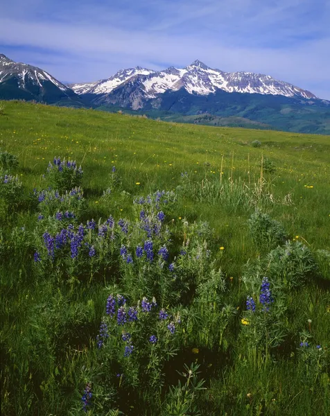 Weiland met bloeiende lupine, san miguel bergen. — Stockfoto