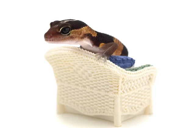 Gecko σε ένα μικροσκοπικό καρέκλα — Φωτογραφία Αρχείου