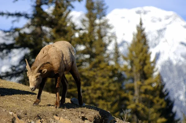 Jonge dieren in het wild — Stockfoto