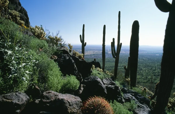 Paisagem do deserto com vários Cacti — Fotografia de Stock